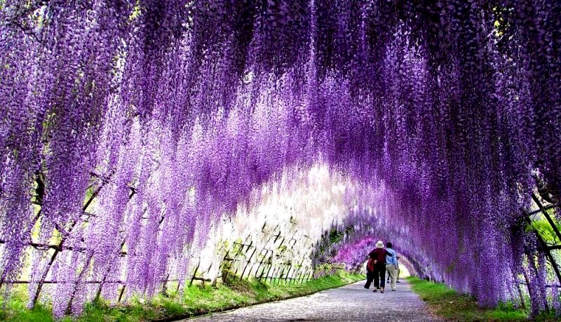 wisteria3